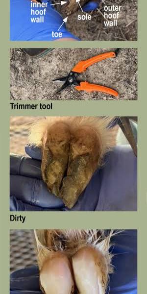 PROPER HOOF CARE: THE KEY TO HEALTHY AND ACTIVE SHEEP